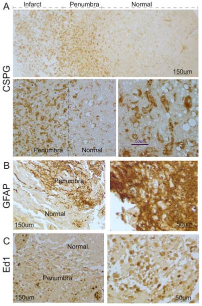 Int J Med Sci Image