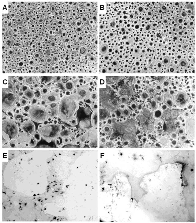 Int J Med Sci Image