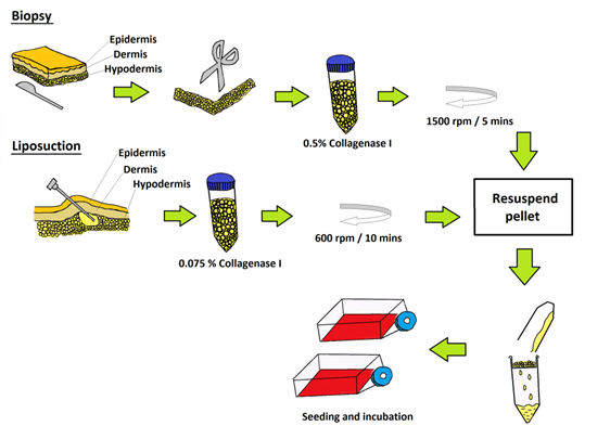 Int J Med Sci Image