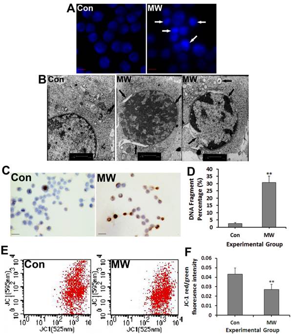 Int J Med Sci Image