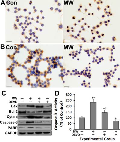 Int J Med Sci Image