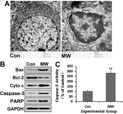 Int J Med Sci Image