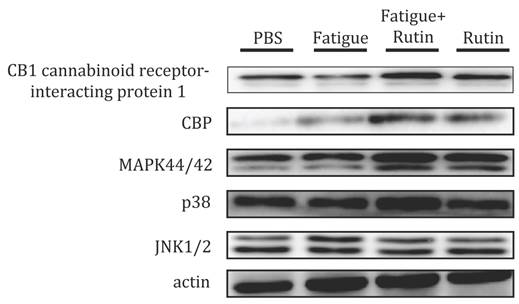 Int J Med Sci Image