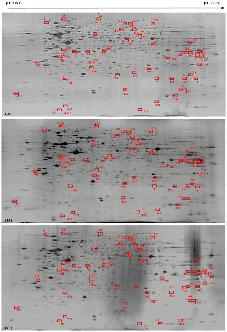 Int J Med Sci Image