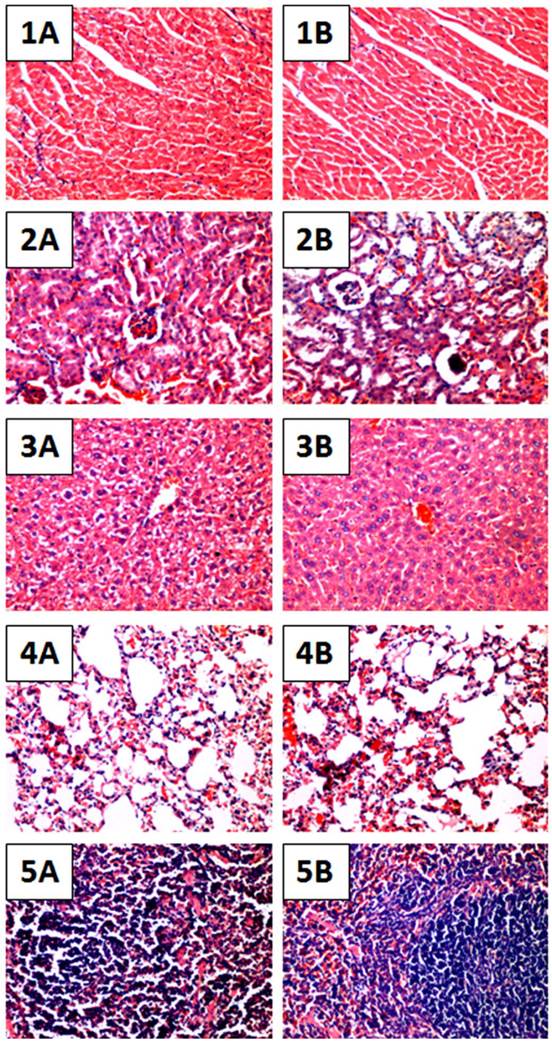 Int J Med Sci Image