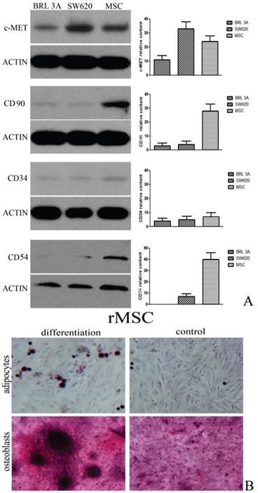 Int J Med Sci Image