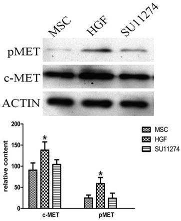 Int J Med Sci Image