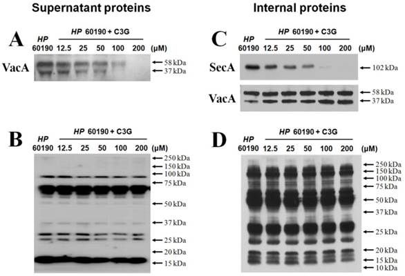 Int J Med Sci Image