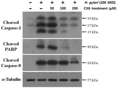 Int J Med Sci Image