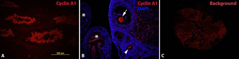 Int J Med Sci Image