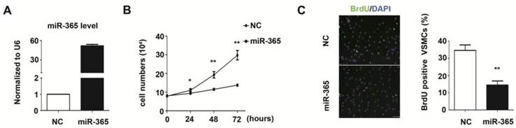 Int J Med Sci Image