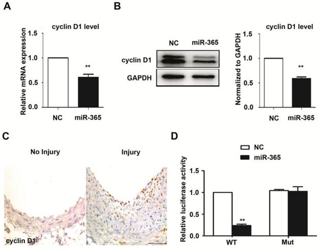 Int J Med Sci Image