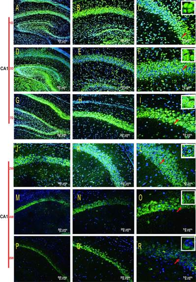 Int J Med Sci Image