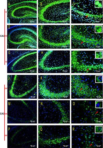 Int J Med Sci Image