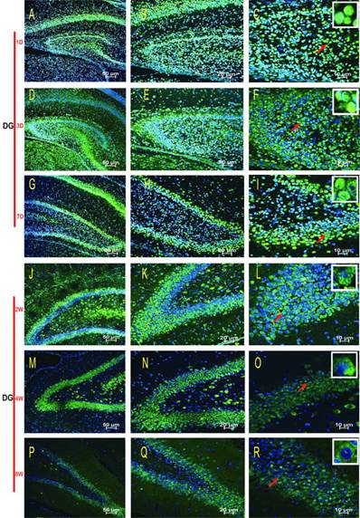 Int J Med Sci Image