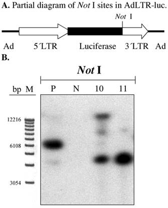 Int J Med Sci Image