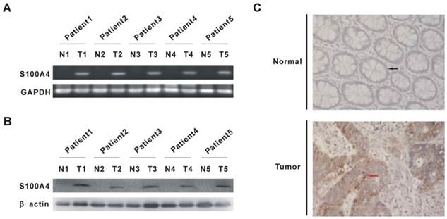 Int J Med Sci Image