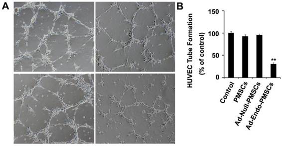 Int J Med Sci Image