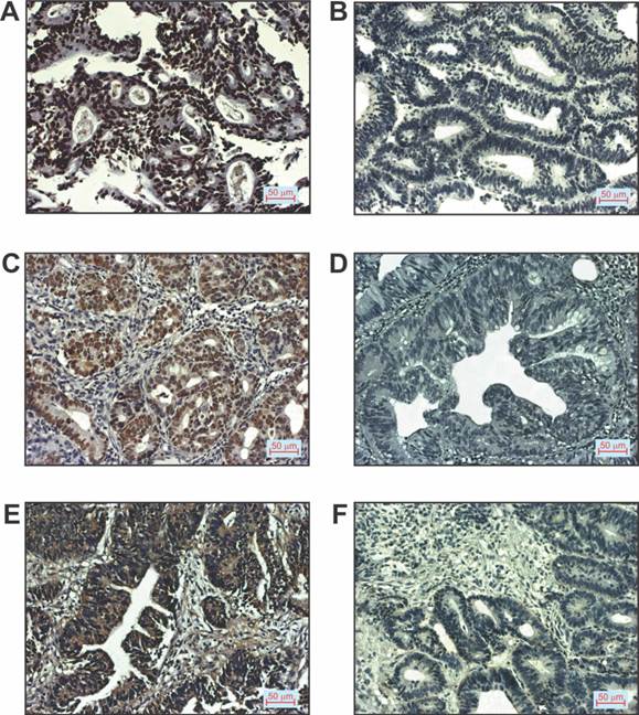 Int J Med Sci Image