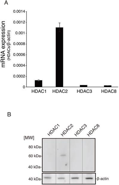 Int J Med Sci Image