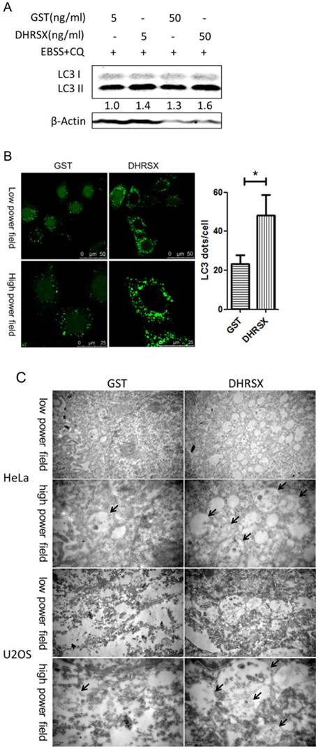 Int J Med Sci Image