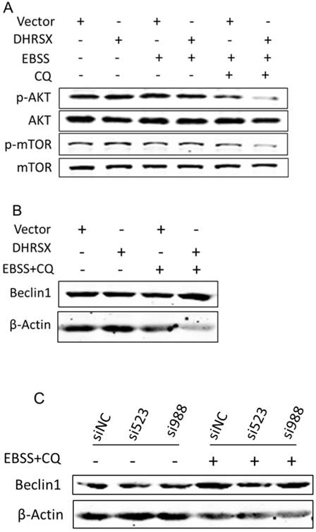 Int J Med Sci Image