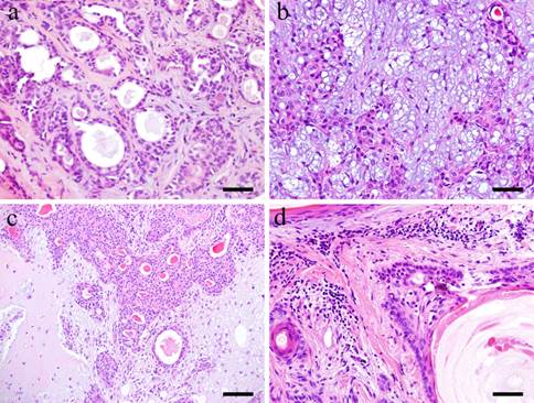 Int J Med Sci Image