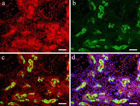 Int J Med Sci Image