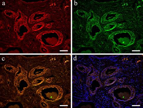 Int J Med Sci Image