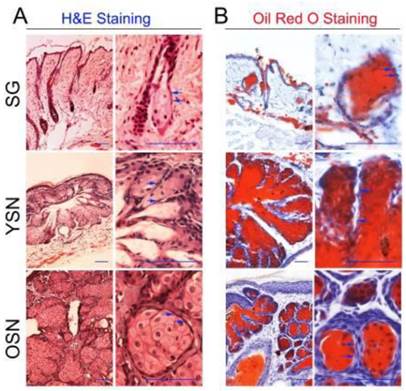 Int J Med Sci Image