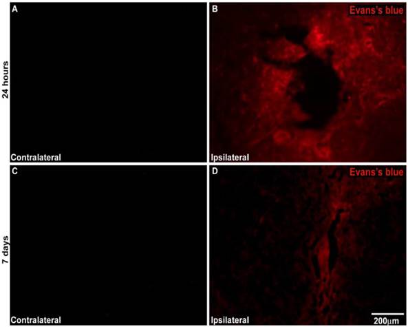 Int J Med Sci Image