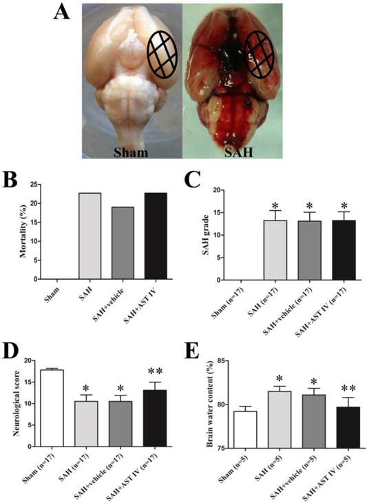 Int J Med Sci Image