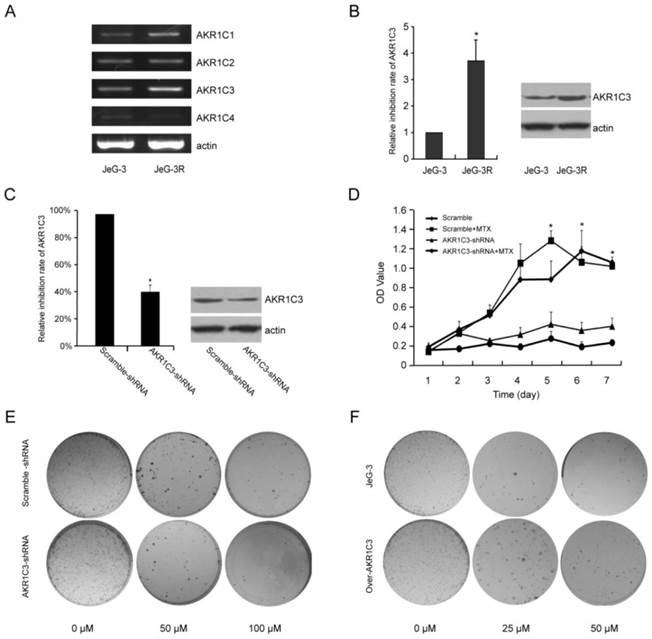 Int J Med Sci Image