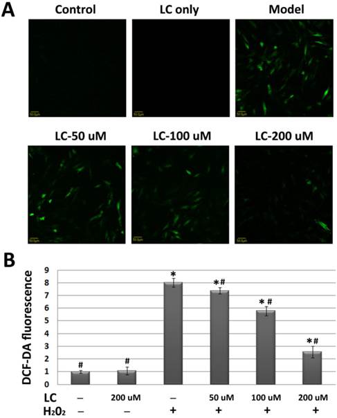 Int J Med Sci Image