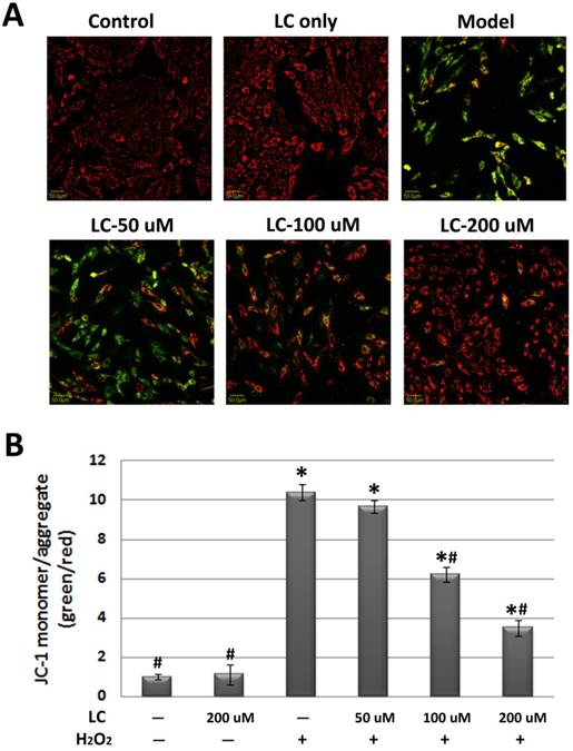 Int J Med Sci Image