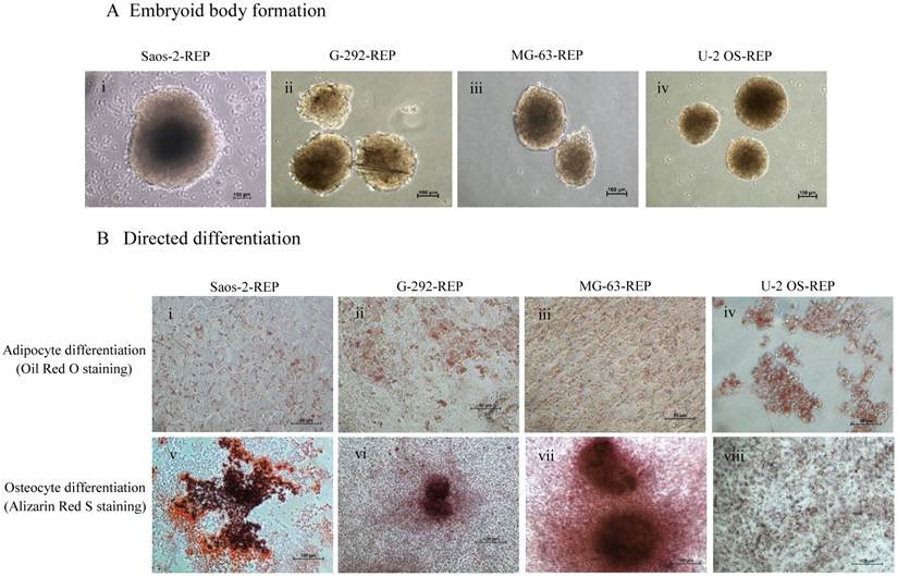 Int J Med Sci Image