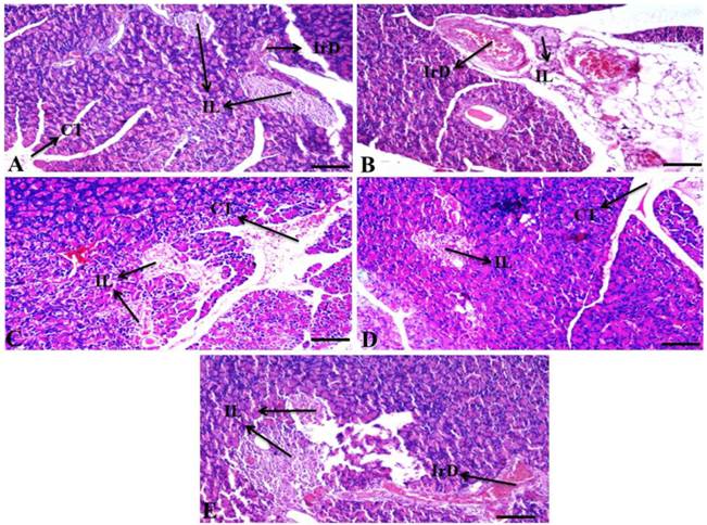 Int J Med Sci Image