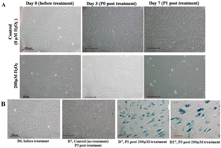 Int J Med Sci Image