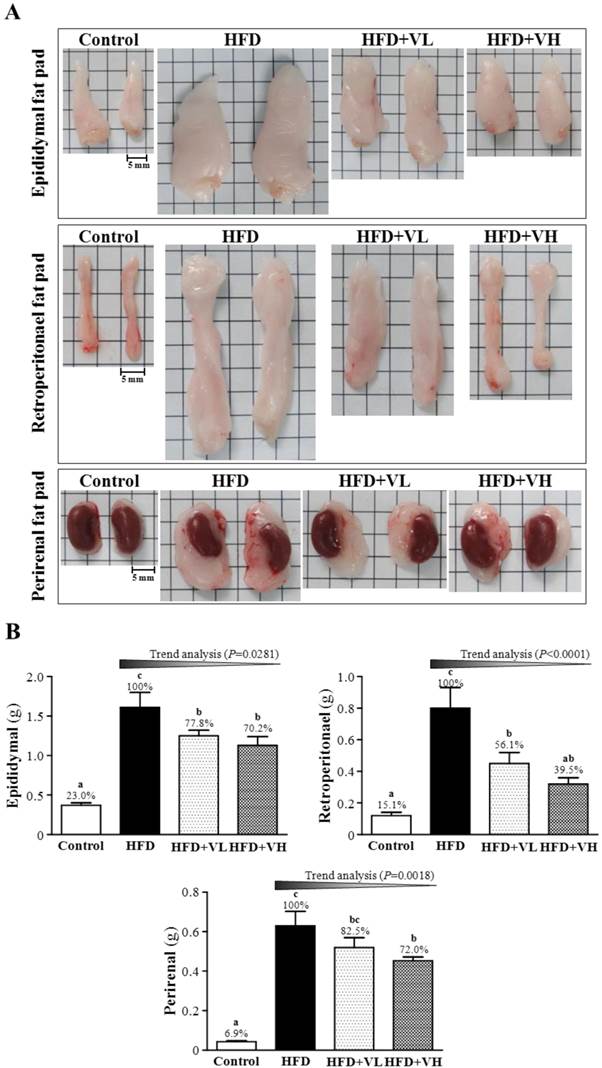 Int J Med Sci Image