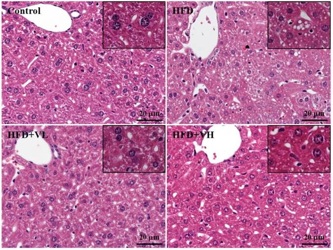 Int J Med Sci Image