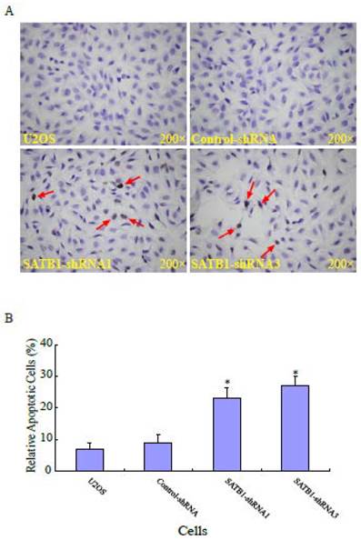 Int J Med Sci Image