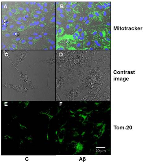 Int J Med Sci Image