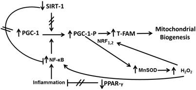 Int J Med Sci Image