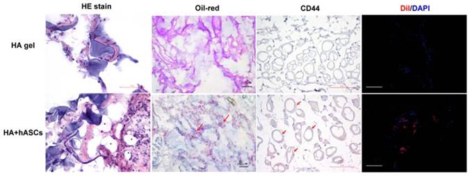 Int J Med Sci Image