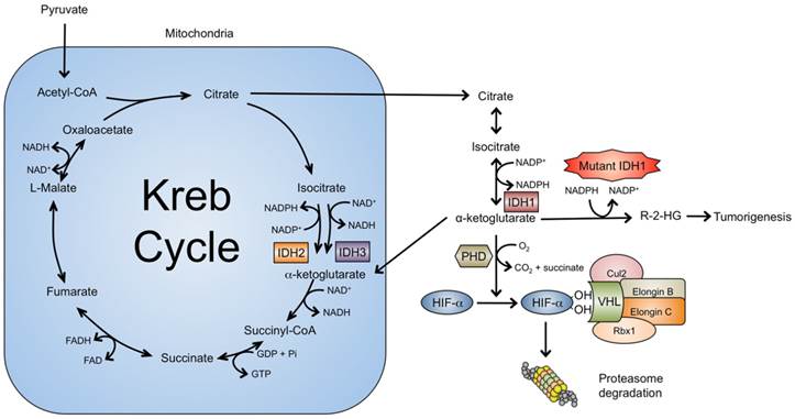 Int J Med Sci Image