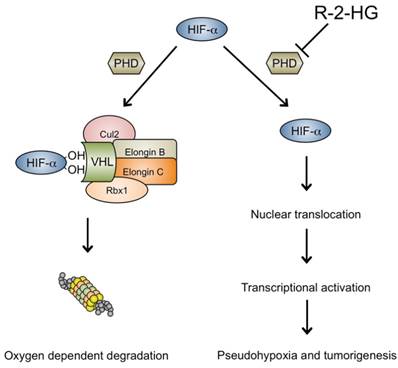 Int J Med Sci Image