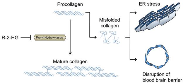 Int J Med Sci Image