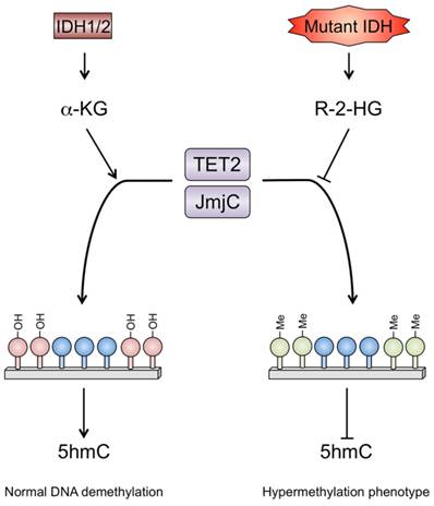 Int J Med Sci Image