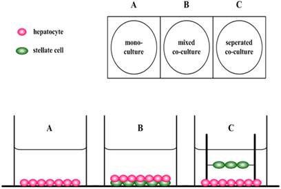 Int J Med Sci Image