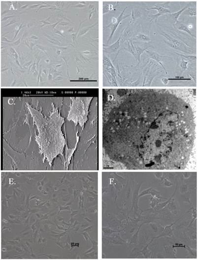 Int J Med Sci Image